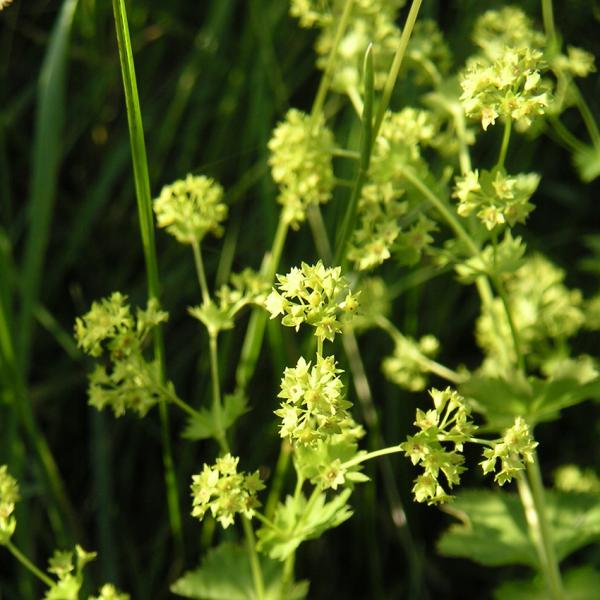 Alchemilla vulgaris - Gemeines Frauenmäntelchen