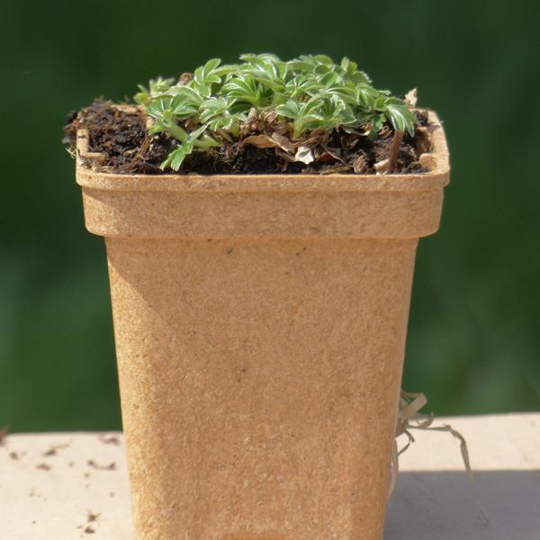 Alchemilla alpina - Silbermantel