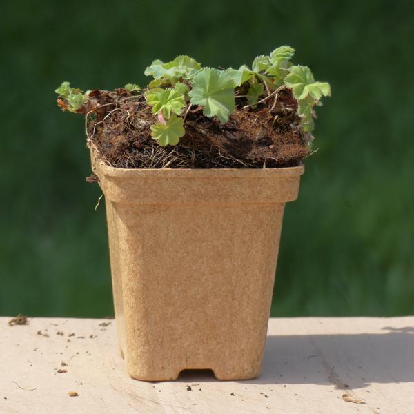 Alchemilla vulgaris - Gemeines Frauenmäntelchen