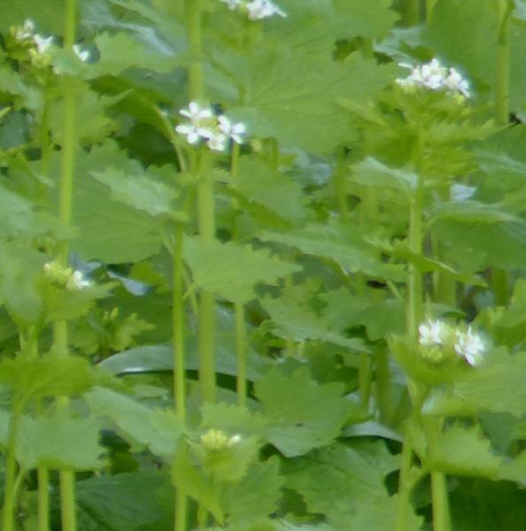 Alliaria petiolata - Knoblauchsrauke