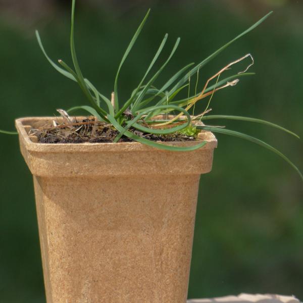 Allium angulosum - Kantenlauch