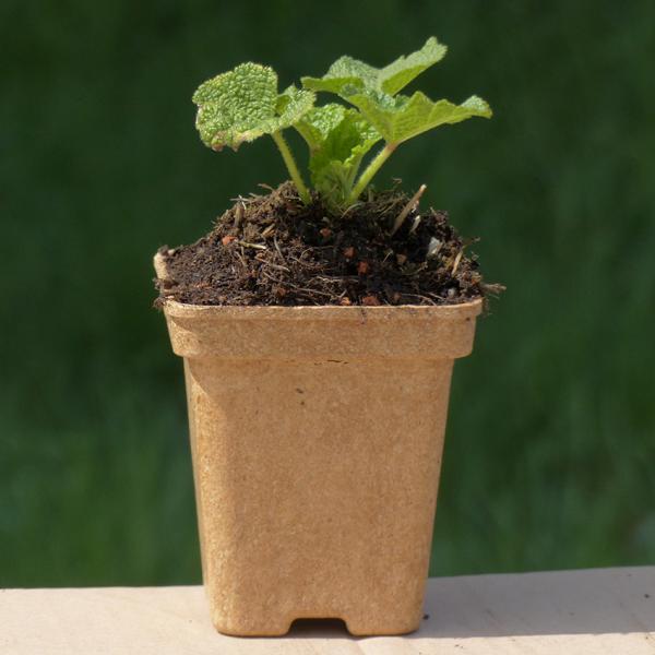 Althaea rosea nigra - Schwarze Stockmalve