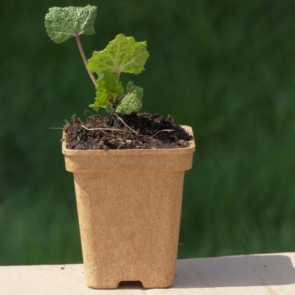 Althaea rosea - Stockmalve (Stockrose)