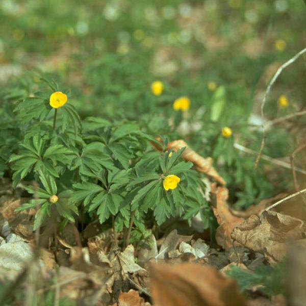 Anemone ranunculoides - gelbes Windröschen
