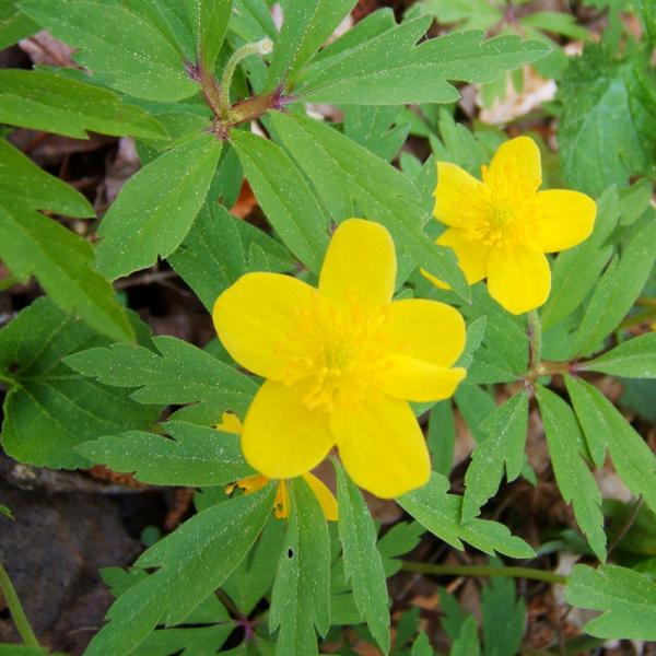 Anemone ranunculoides - gelbes Windröschen
