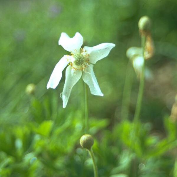 Anemone sylvestris - Großes Windröschen