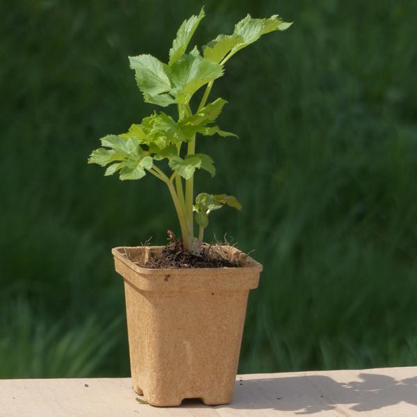 Angelica archangelica - Erzengelwurz