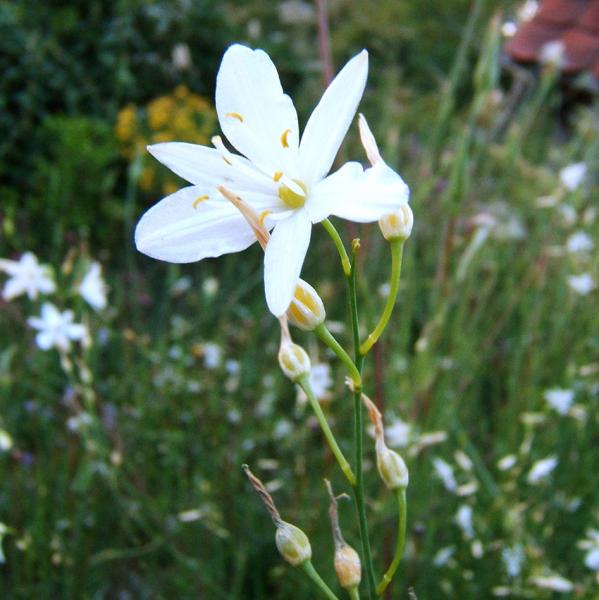 Anthericum liliago - Astlose Graslilie