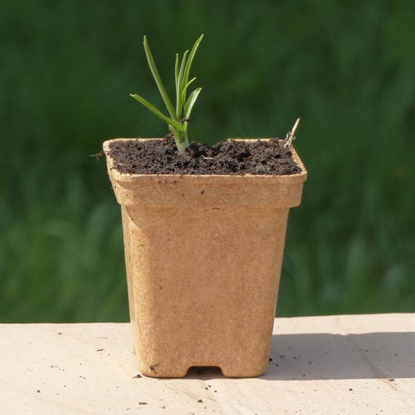 Anthericum ramosum - Ästige Graslilie