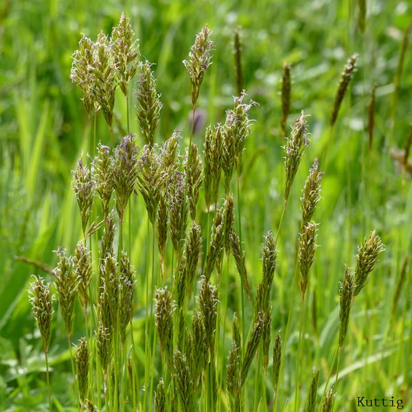 Anthoxanthum odoratum - Ruchgras