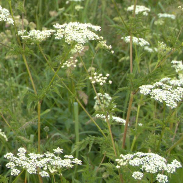 Anthriscus sylvestris - Wiesenkerbel