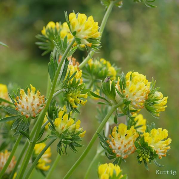 Anthyllis vulneraria - Wundklee