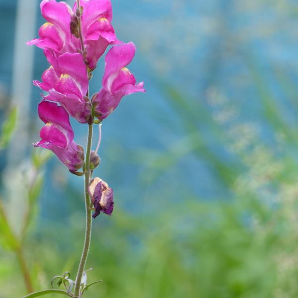 Antirrhinum majus - Großes Löwenmaul