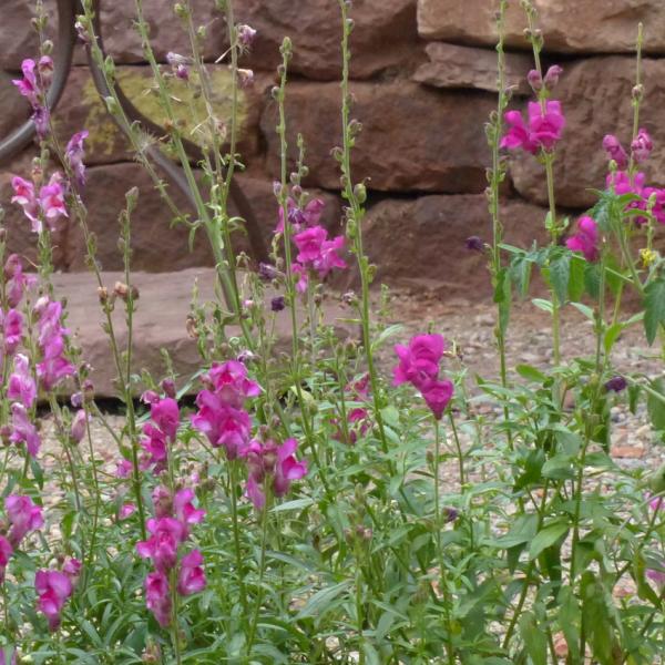 Antirrhinum majus - Großes Löwenmaul