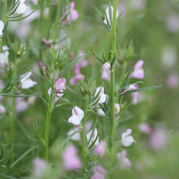 Antirrhinum orontium - Ackerlöwenmaul