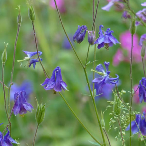 Aquilegia vulgaris - Wilde Akelei