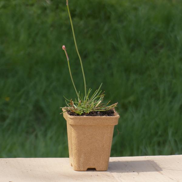 Armeria maritima - Grasnelke