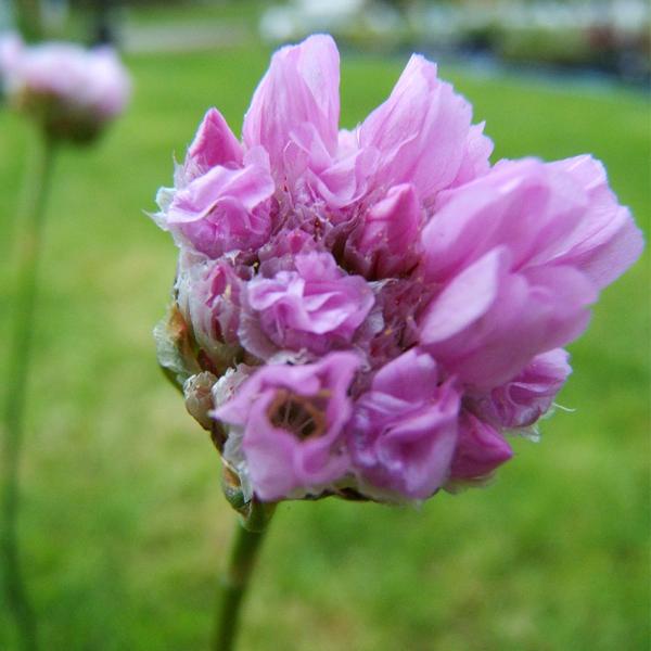 Armeria maritima - Grasnelke
