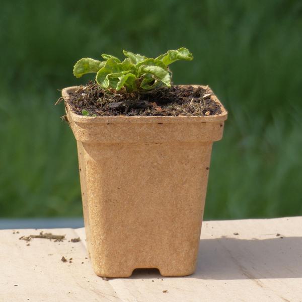 Armoracia rusticana - Meerrettich