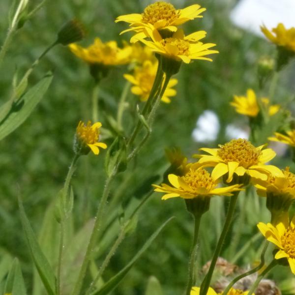Arnica chamissonis - Amerik. Wiesenarnika