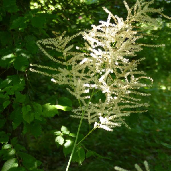 Aruncus dioicus - Waldgeißbart