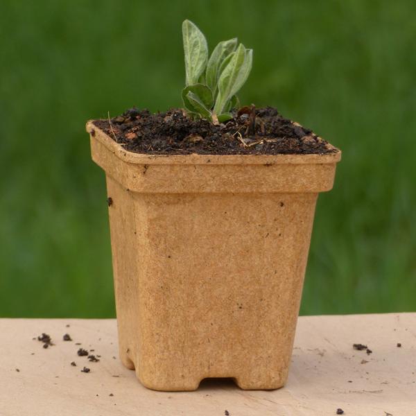 Aster amellus - Kalkaster