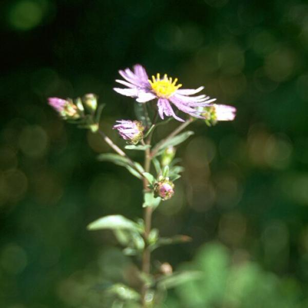 Aster amellus - Kalkaster