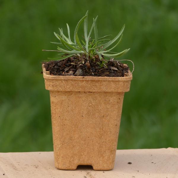Aster linosyris - Goldhaaraster