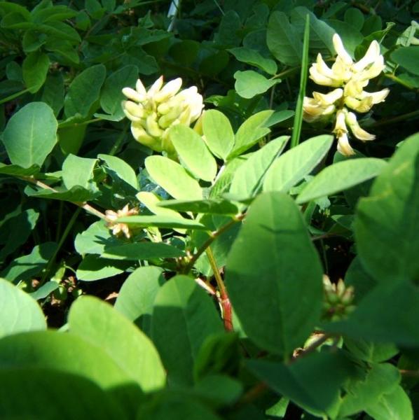 Astragalus glycyphyllos - Süßholz-Tragant