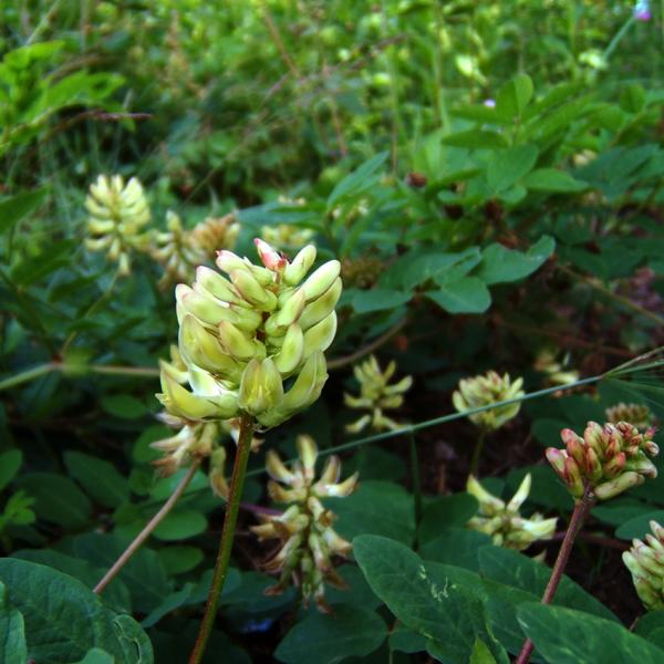 Astragalus glycyphyllos - Süßholz-Tragant