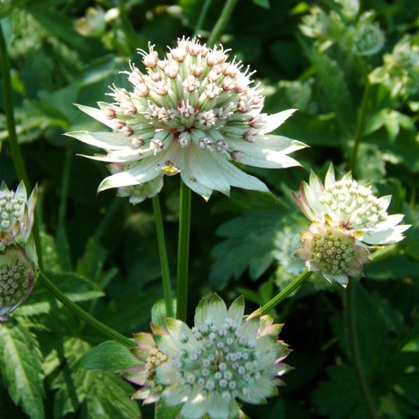 Astrantia major - Sterndolde
