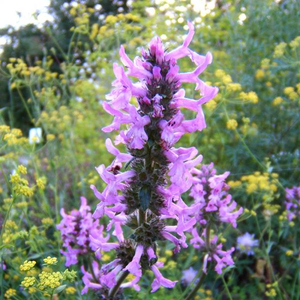 Betonica officinalis - Heilziest, Betonie