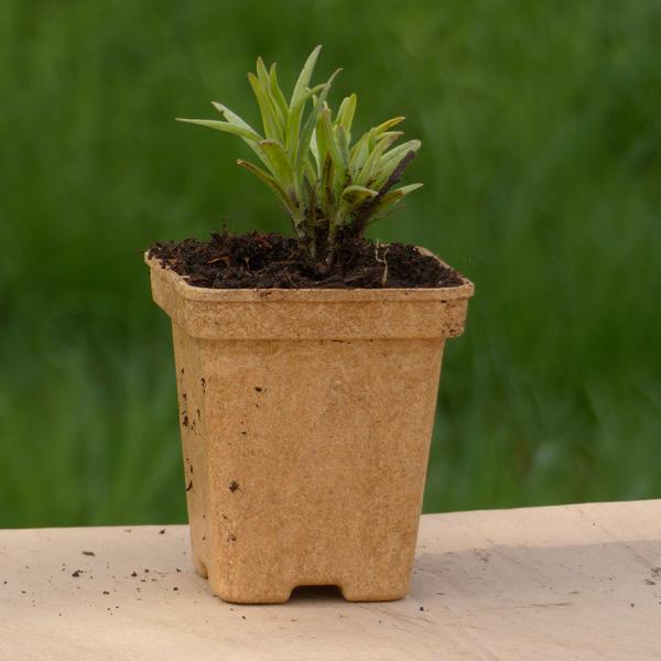 Buglossoides purpurocaeruleum - Blauroter Steinsame