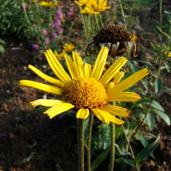 Buphthalmum salicifolium - Ochsenauge