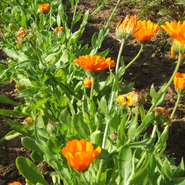 Calendula officinalis - Gartenringelblume