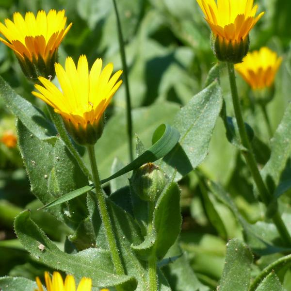 Calendula arvensis - Ackerringelblume