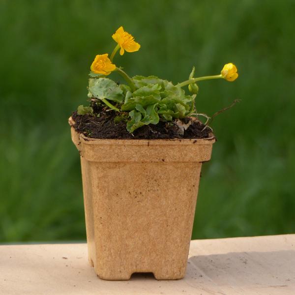 Caltha palustris - Sumpfdotterblume