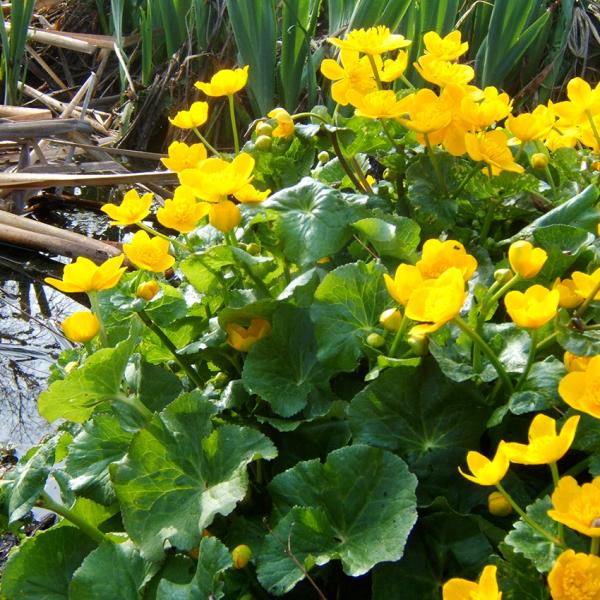 Caltha palustris - Sumpfdotterblume