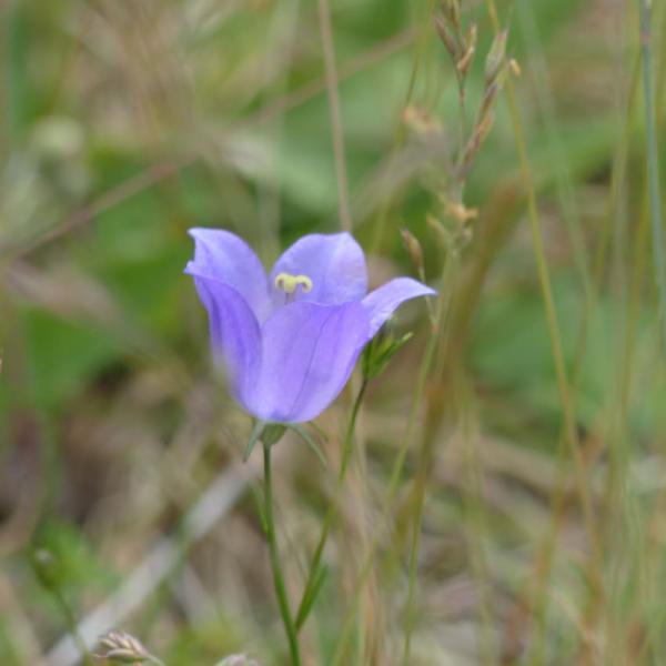 Campanula rotundifolia - Rundblättrige Glockenblume