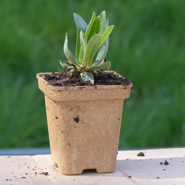 Campanula thyrsoides - Straußblüt.Glockenbl.