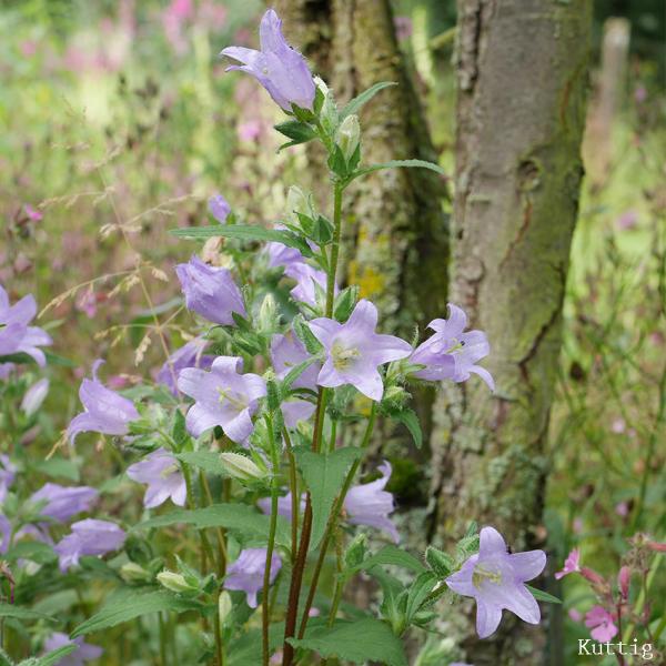 Campanula trachelium - Nesselblätt.Glockenbl.