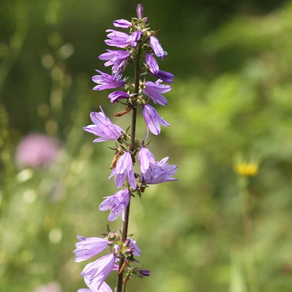 Campanula bononiensis - Bologneser Glockenblume