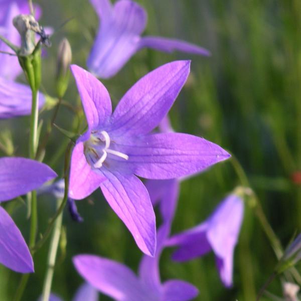 Campanula patula - Wiesenglockenblume