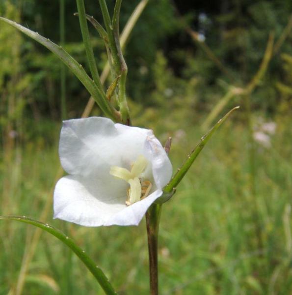 Campanula persicifolia - Pfirsichblätt. Glockenbl.