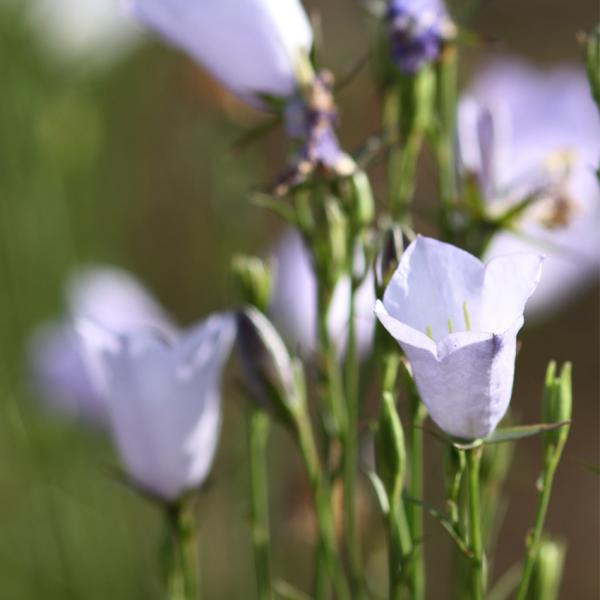 Campanula persicifolia - Pfirsichblätt. Glockenbl.