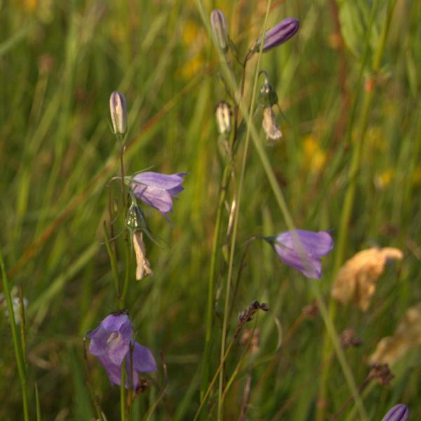 Campanula rotundifolia - Rundblättrige Glockenblume