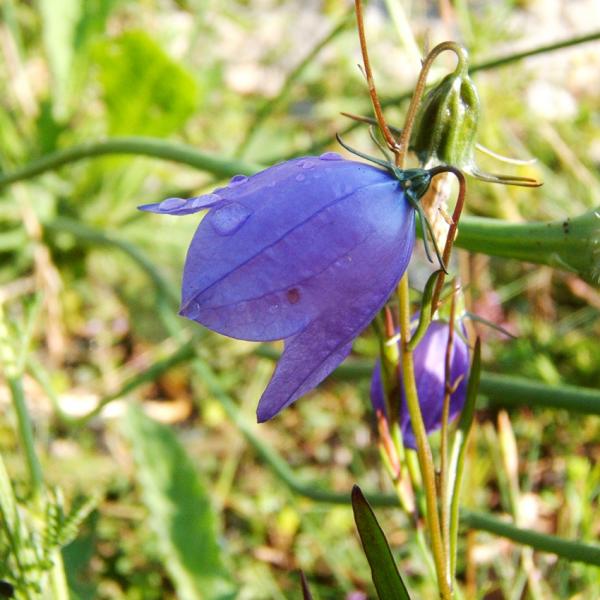 Campanula rotundifolia - Rundblättrige Glockenblume