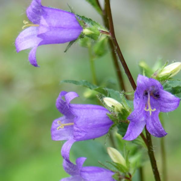 Campanula trachelium - Nesselblätt.Glockenbl.