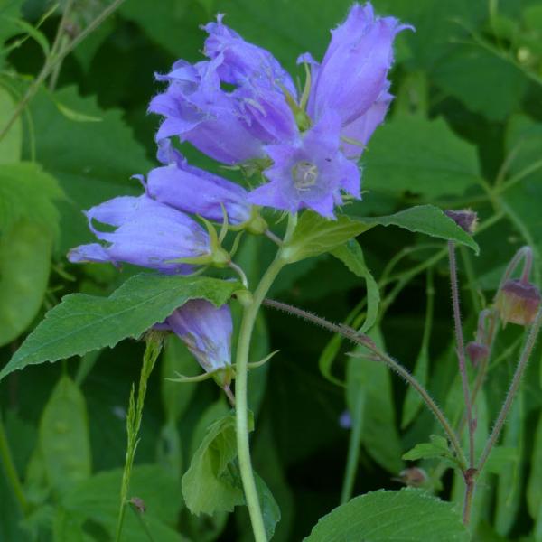 Campanula latifolia - Waldglockenblume