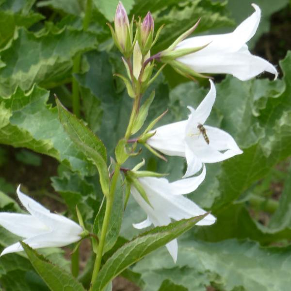 Campanula latifolia Alba - Weiße Waldglockenblume